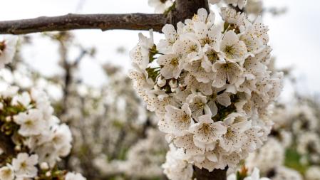 Campos en flor en Aitona en el inicio de la primavera.
