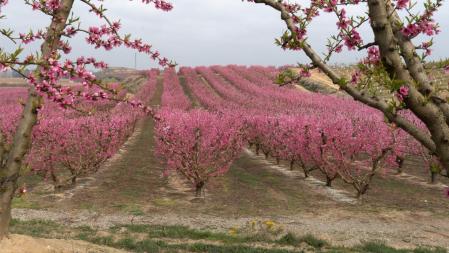 Campos en flor en Aitona en el inicio de la primavera.