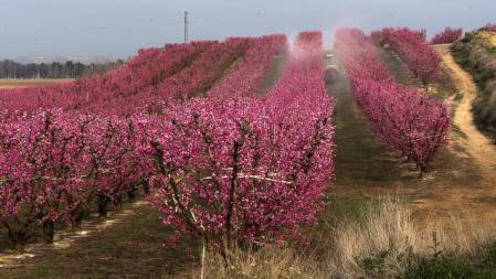 Campos en flor en Aitona en el inicio de la primavera.