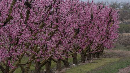 Campos en flor en Aitona en el inicio de la primavera.