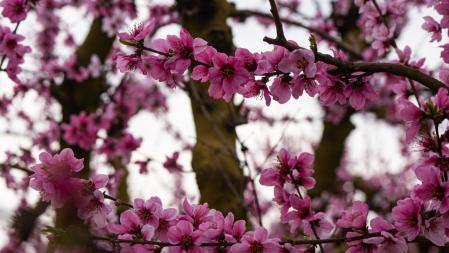 Campos en flor en Aitona en el inicio de la primavera.