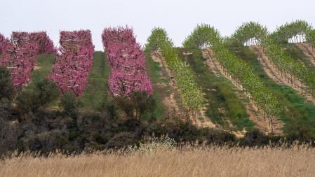 Campos en flor en Aitona en el inicio de la primavera.