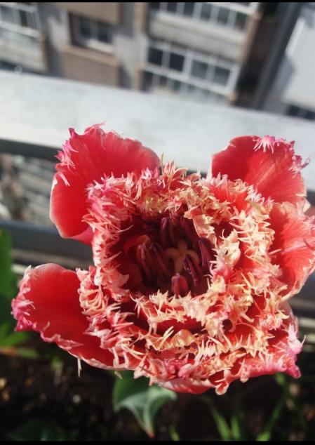 Floración en la terraza con la primavera, en Ourense.