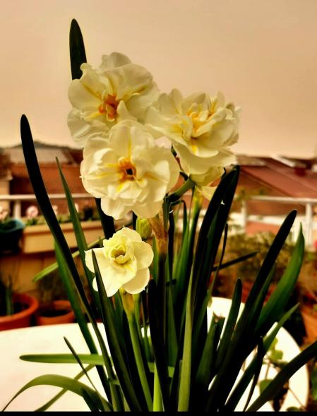 Floración en la terraza con la primavera, en Ourense.