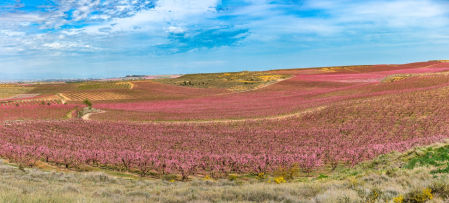 Campo en flor en Aitona.