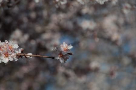 Flor del almendro.