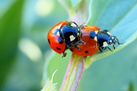 Mariquitas apareándose en el huerto del monasterio de Pedralbes.