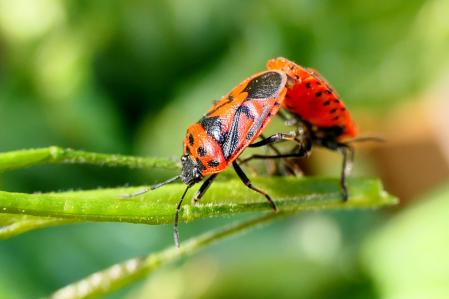 Chinches de las coles apareándose en el huerto del monasterio de Pedralbes de Barcelona.