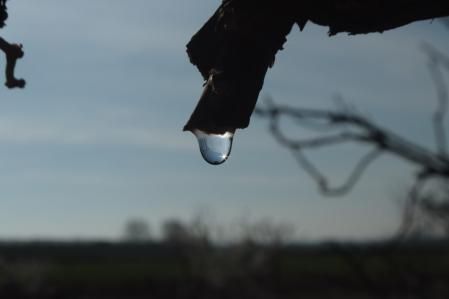 El arte de la savia de la vid.