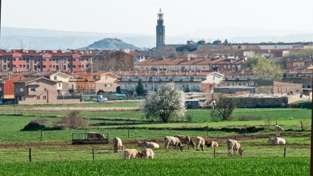 Ganado a las afueras de Manlleu.