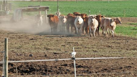 Ganado a las afueras de Manlleu.