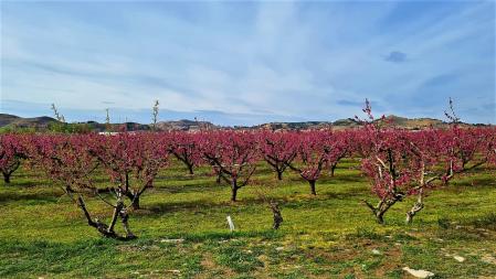 Árboles en flor en Aitona.