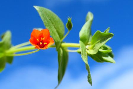 Ejemplar de pimpinela escarlata bajo un cielo primaveral, en Barcelona.