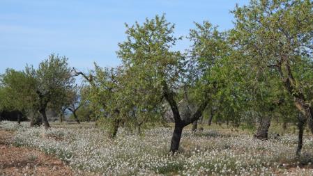 Reto visual: ¿Dónde está el verderón común​?