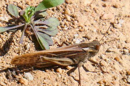 La langosta migratoria es capaz de volar hasta 150 km al día.