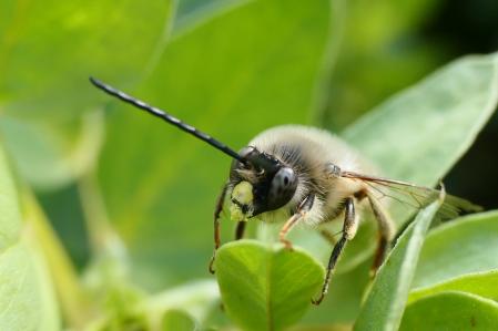 Detalle de un ejemplar de abeja silvestre en el monasterio de Pedralbes, en Barcelona.