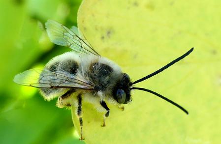 Una abeja silvestre avistada en los jardines del monasterio de Pedralbes, en Barcelona.