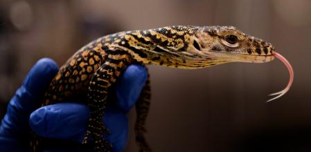 Por primera vez en 10 años nacen 5 crías de dragón de Komodo en España