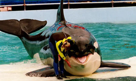 Tokitae es la orca en cautividad más vieja del mundo