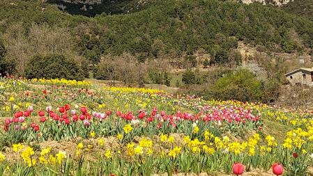 Campo de tulipanes en el Berguedà.