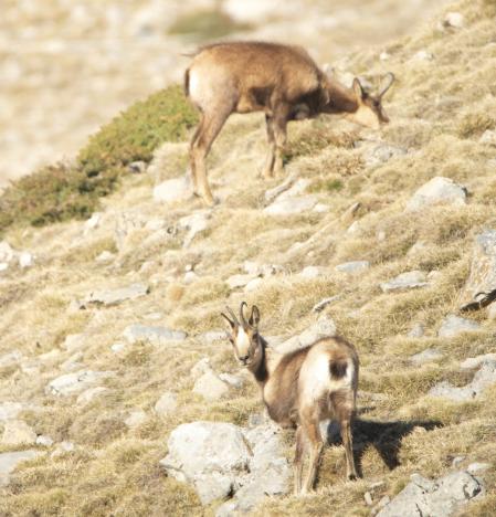 El rebeco cojo, ya en primavera, en el parque natural del Cadí-Moixeró.
