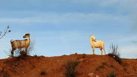Cabras pastando para evitar incendios en los márgenes de la Riera de les Arenes.