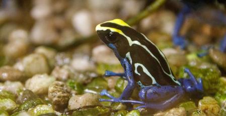 Rana dardo venenosa, portador a de la misma toxina encontrada en aves  ,