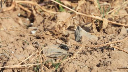 La mosca que estamos buscando, en detalle.