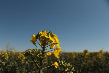 Colza en el Tarròs.