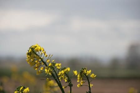 Colza en el Tarròs.