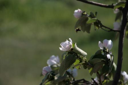 Primavera en el Tarròs.