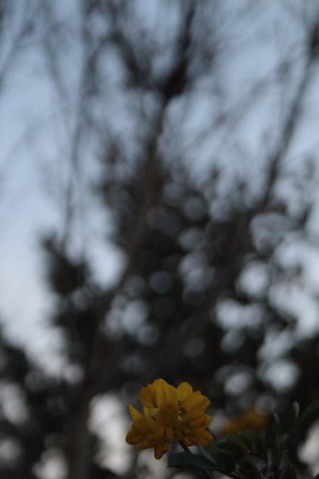 Primavera en el Tarròs.