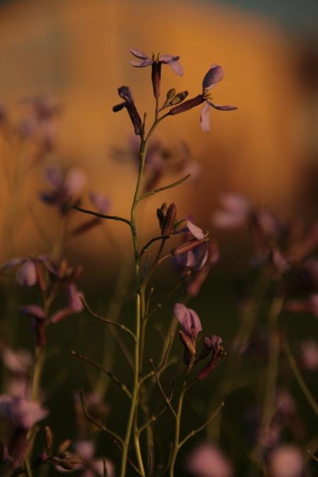 Primavera en el Tarròs.