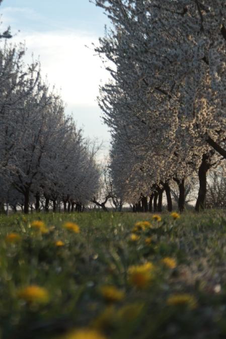 Almendro en el Tarròs.