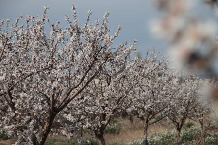 Almendro en el Tarròs.