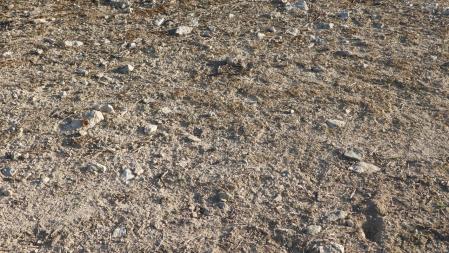 Reto visual: ¿Dónde está la mariposa?