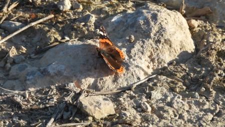 La Vanessa atalanta que estamos buscando, en detalle.