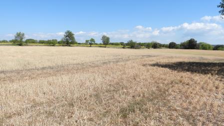 Campos afectados por la sequía.