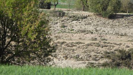 Reto visual: ¿Dónde están el pájaro y el conejo?