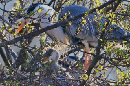 Nido de garzas reales en Les Masies de Voltregà.