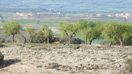 Solución al Reto visual del milano real.