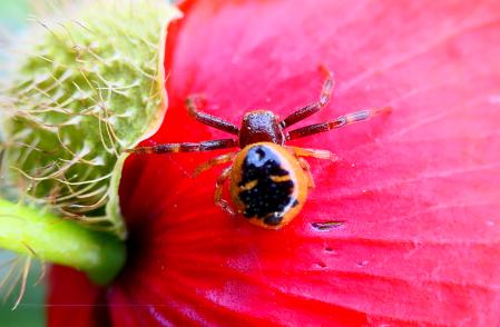 Se puede observar en el vientre una mancha que asemeja a la figura del sombrero de Napoleón Bonaparte.