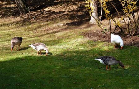 Primavera en el lago de Puigcerdà.