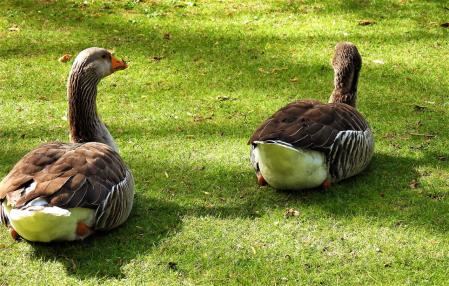 Primavera en el lago de Puigcerdà.