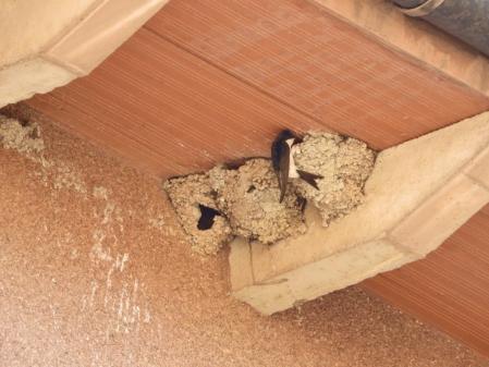 Nido de golondrinas en Vic.