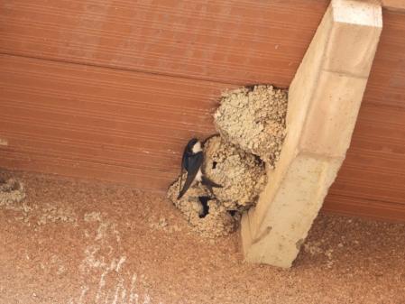 Nido de golondrinas en Vic.