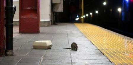 Guerra contra las ratas en Nueva York