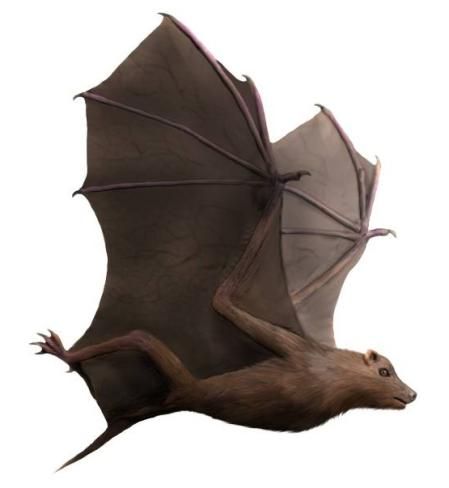 Simulación de un ejemplar de murciélago del orden de los Onychonycteris