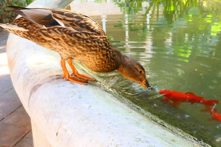 Cuaca, la patita triste, no ha podido tener descendencia.