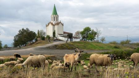 Rebaño a las afueras de Manlleu.